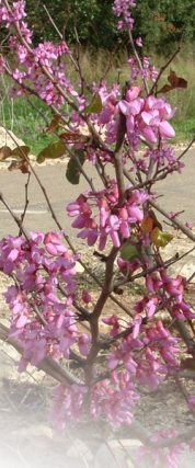 רשימת צמחים חסכוניים במים 4