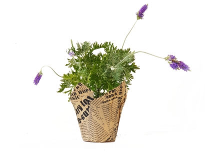 לבנדר נייר עיתון