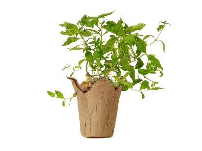 לואיזה נייר חום