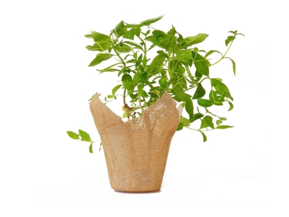 לואיזה נייר יוטה