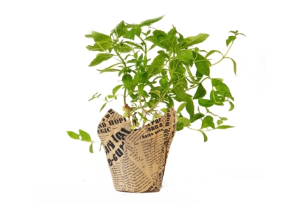 לואיזה נייר עיתון