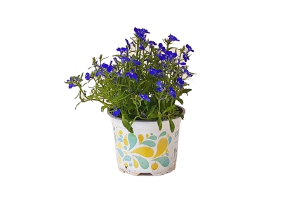 לובליה עונתי