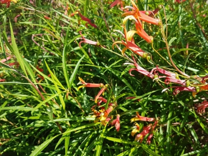 שיחים גבוהים