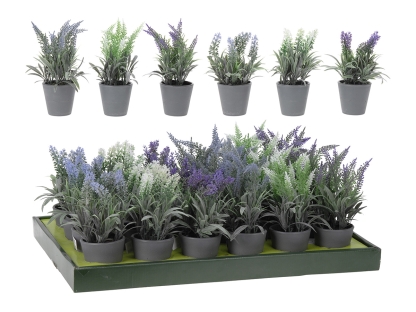 צ.מ- לוונדר אפור בעציץ פלסטיק