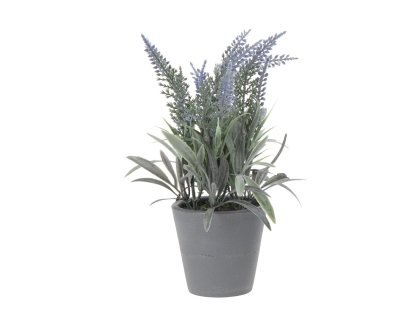 צ.מ- לוונדר אפור בעציץ פלסטיק - סוג 1