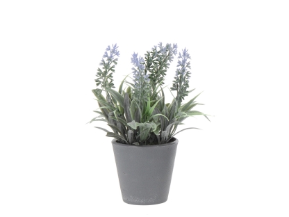 צ.מ- לוונדר אפור בעציץ פלסטיק - סוג 4