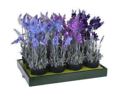 לוונדר בעציץ-40 ס"מ- - 317002750