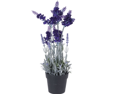 צ.מ-לוונדר בעציץ-40 ס"מ - צבע כחול