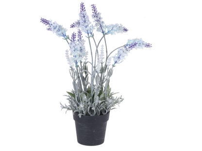 צ.מ-לוונדר בעציץ-40 ס"מ - צבע לבן