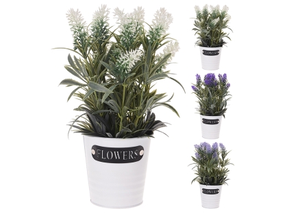 צ.מ- לבנדר בעציץ לבן