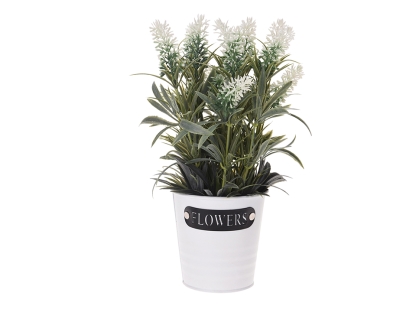 צ.מ- לבנדר בעציץ לבן - צבע לבן