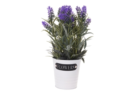 צ.מ- לבנדר בעציץ לבן - צבע סגול