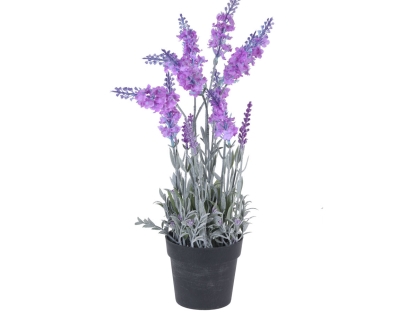 צ.מ-לוונדר בעציץ-40 ס"מ - צבע ורוד