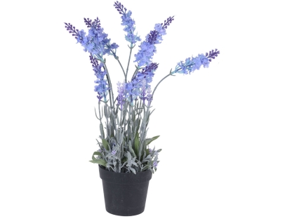 צ.מ-לוונדר בעציץ-40 ס"מ - סגול