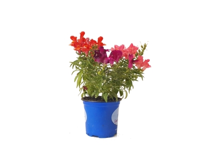 לוע ארי עונתי