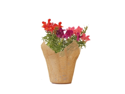 לוע הארי עונתי יוטה