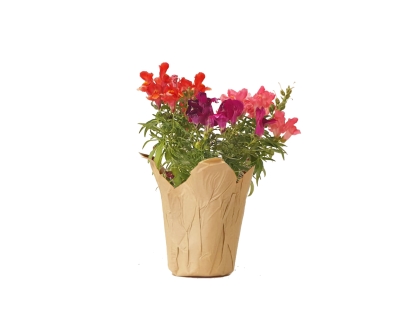 לוע הארי עונתי נייר חום