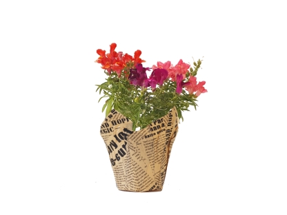 לוע הארי עונתי נייר עיתון