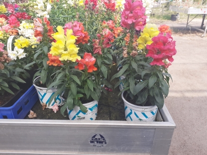 לוע ארי גבוה