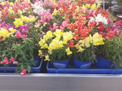 לוע ארי נמוך