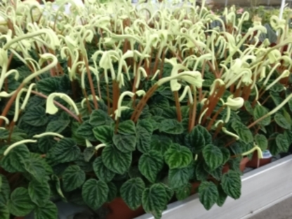 פפרומיה ליליאן בנטל- ע. 12