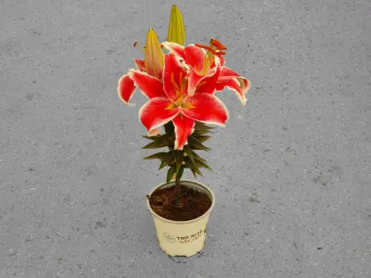 שושן אוריינטלי / ליליום