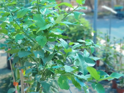 לימון זן איילת