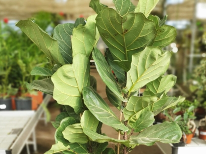 פיקוס כינורי - 25 ליטר