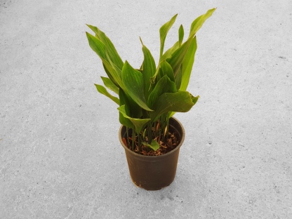 מגינית גדולה - 10 ליטר