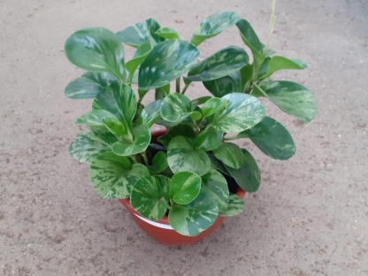 פפרומיה מגנוליפוליה מגוונת-ק. 20