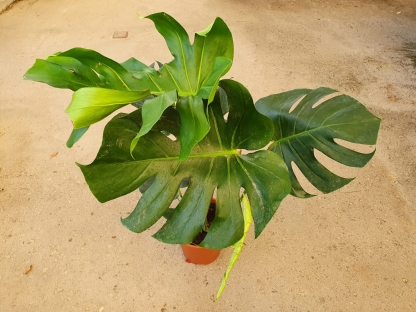 מונסטרה-ע.18