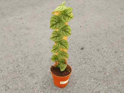 מונסטרה דוביה