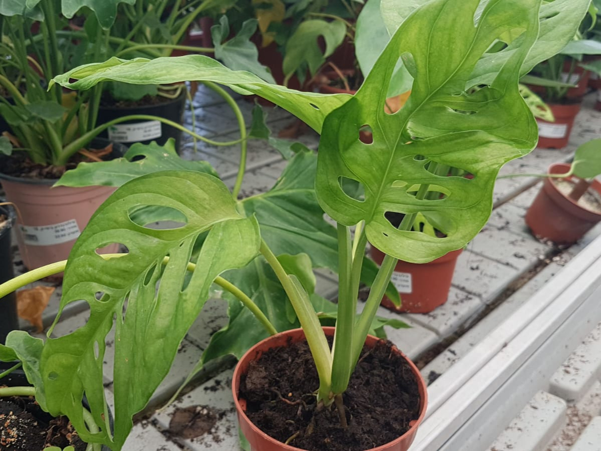 פילודנדרון מונסטרה מאנקי מאסק- ע. 12