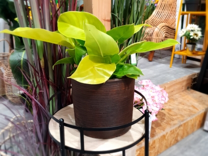 פילודנדרון מון-לייט בנטל- ע. 17