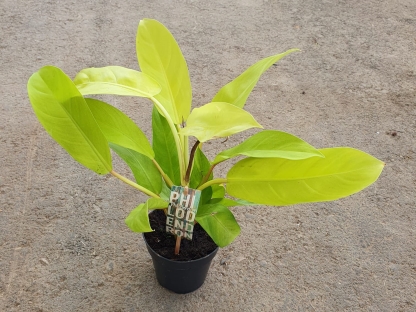 פילודנדרון מלאי גולד בנטל- ע. 12