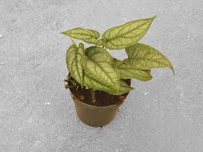 מונסטרה סלטיפקאנה