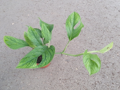 מונסטרה פינאטיפרטיטה - ע. 17