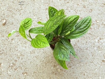 מונסטרה פרו - ע.12