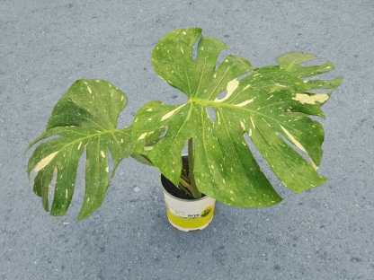 מונסטרה תאי קונסטליישן ע.18