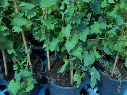 גפן היין מוסקט שחור-10 ל'