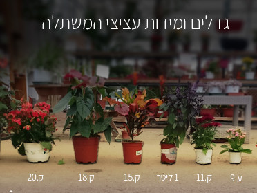 מידות וגדלים עציצי המשתלה