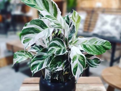 צמחי בית מיוחדים