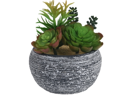 צ.מ- מיקס סוקולנטים בעציץ - סוג 1