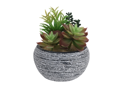 צ.מ- מיקס סוקולנטים בעציץ - סוג 2