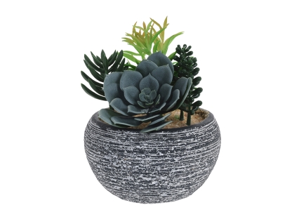 צ.מ- מיקס סוקולנטים בעציץ - סוג 3