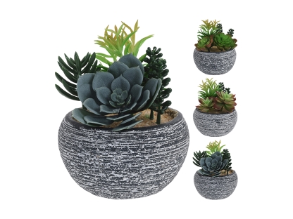 צ.מ- מיקס סוקולנטים בקערה