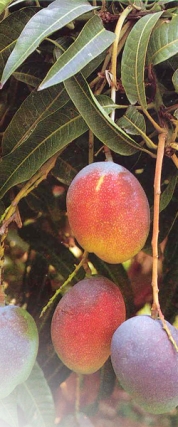 מנגו 4