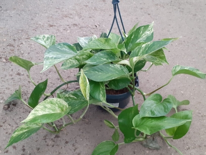 פוטוס מרבל קווין - ע. 15