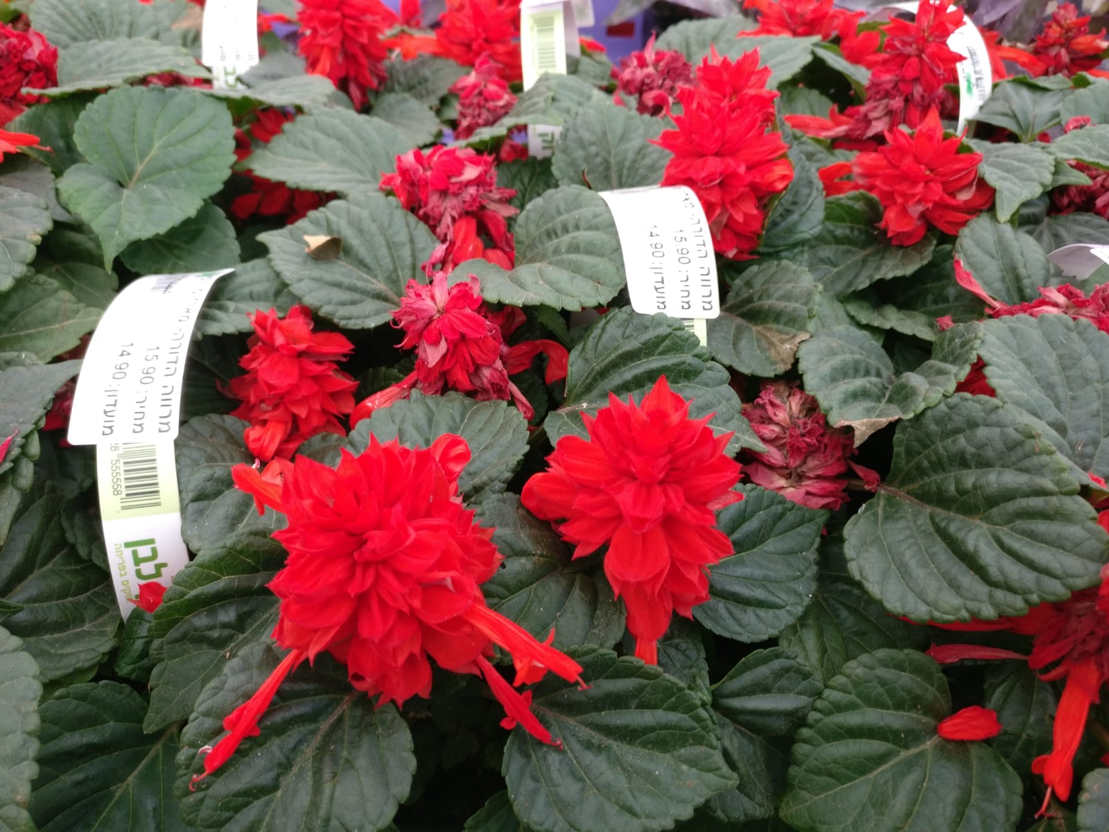 מרווה הדורה- מארז שישייה