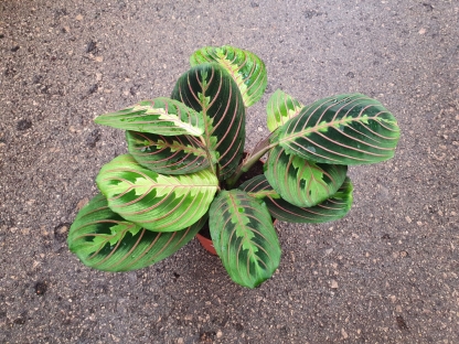 מרנטה טריקולור -- ע.12